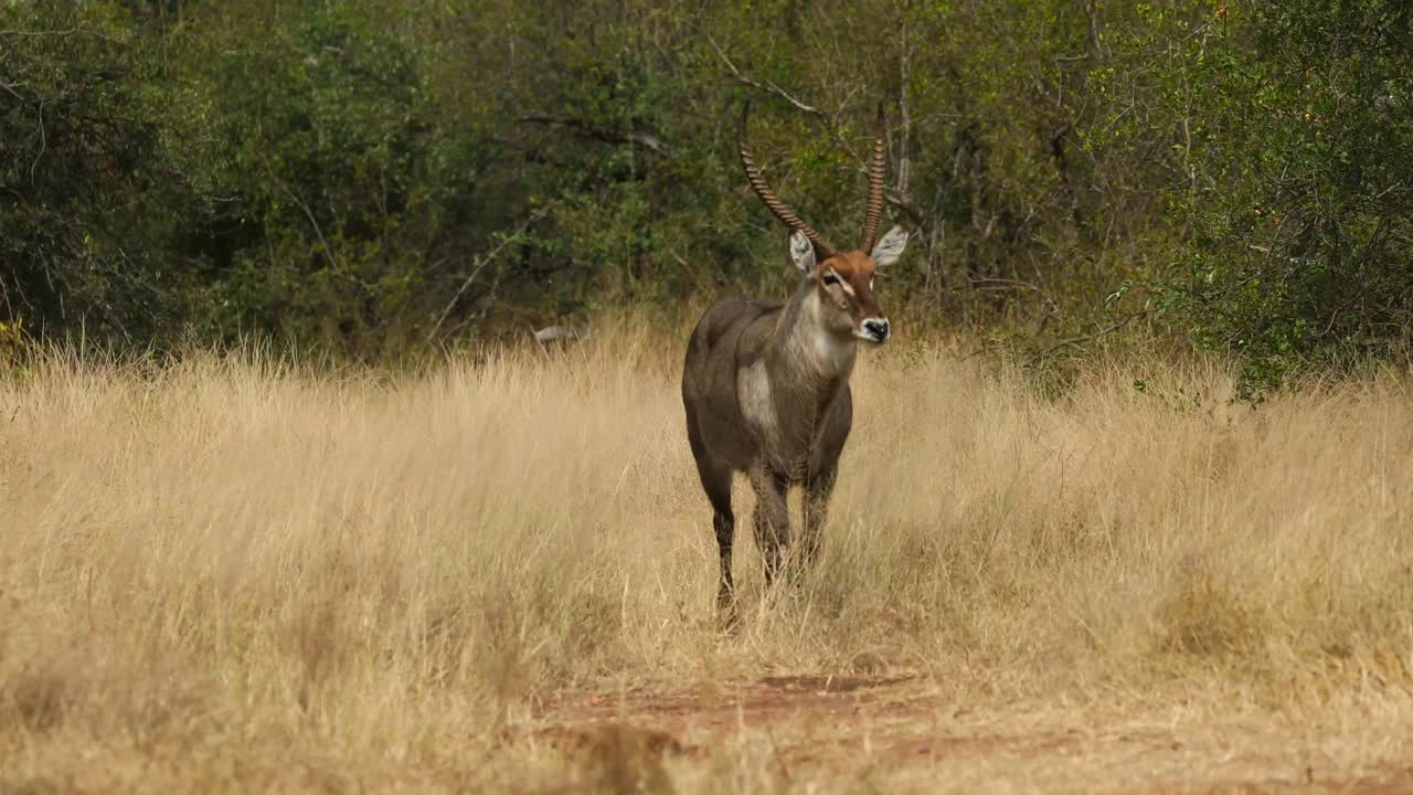 plano general de un antílope macho caminando por la hierba seca, mayor kruger