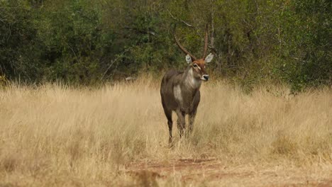 wide shot of a male waterbuck walking through the dry grass, greater kruger