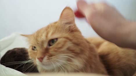 cute ginger cat lying in bed. man strokes kitty. cozy home background with fluffy pet