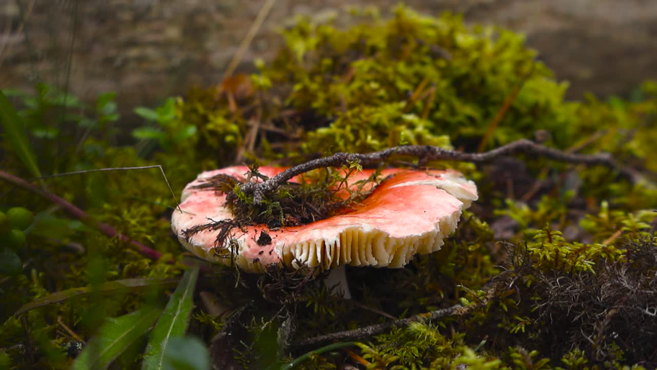 Close up view of a red and white colored Red Russula mushroom covered with forest debirs and pine needles while growing on a green damp, wet mossy ground during autumn wet season, bokeh background