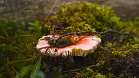 close up view of a red and white colored red russula mushroom covered with forest debirs and pine needles while growing on a green damp, wet mossy ground during autumn wet season, bokeh background