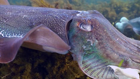 giant australian cuttlefish sepia apama migration whyalla south australia 4k slow motion, mating, laying eggs, fighting, aggregation, underwater