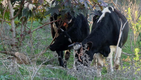 cow and ox with ear tags eating grass in rural fields