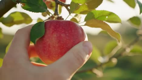 a glorious red apple hang from a tree branch, capturing the essence of freshness and nature's bounty in perfect late afternoon light