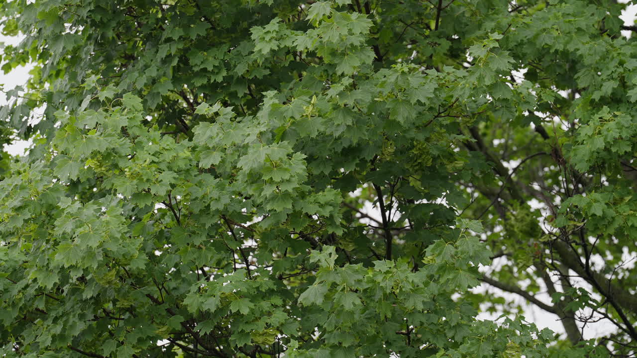 Lush green maple leaves sway gently, evoking peace and natural beauty