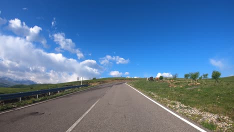 Conduciendo-Un-Coche-Por-Una-Carretera.-Las-Vacas-Bloquearon-El-Paso-Al-Tráfico.