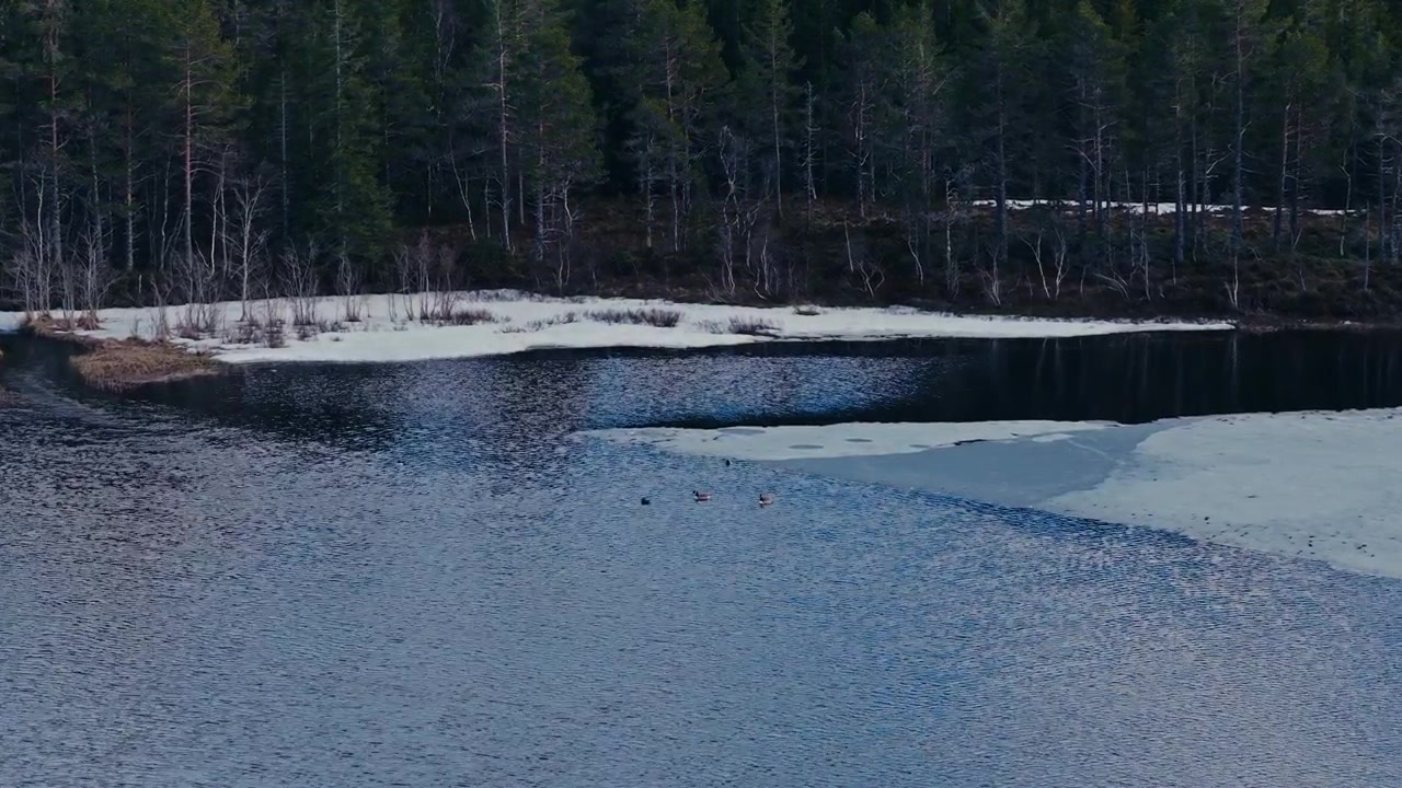 Kanadanhanhet osittain jäätyneen järven avovedessä Norjassa – dronelaukaus