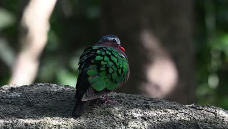 Gemeine-Smaragdtaube,-Chalcophaps-Indica,-Die-Auf-Einem-Felsen-Im-Wald-Thront,-Während-Sie-Nach-Rechts-Schaut-Und-Ihre-Flügel-Bläst,-Wie-Sie-Von-Ihrem-Rücken-In-Chonburi,-Thailand,-Zu-Sehen-Sind