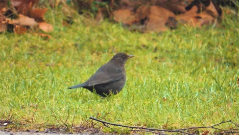 4k-Weibliche-Amsel-Sucht-Nach-Nahrung-Auf-Einem-Rasen,-Gewöhnliche-Amsel---Handaufnahme