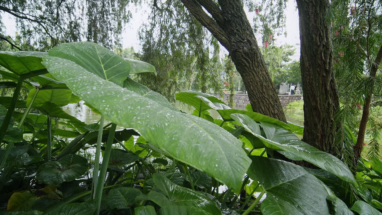 primer plano de grandes hojas tropicales con gotas de lluvia en antigua, guatemala