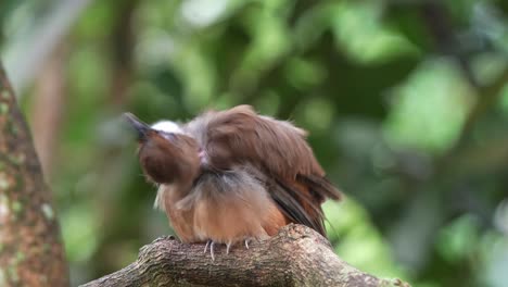 wild white-throated laughingthrush, pterorhinus albogularis resting on tree branch, fluff up its feathers to keep warm, abnormal feathers loss in neck area, possible skin infection and viral diseases