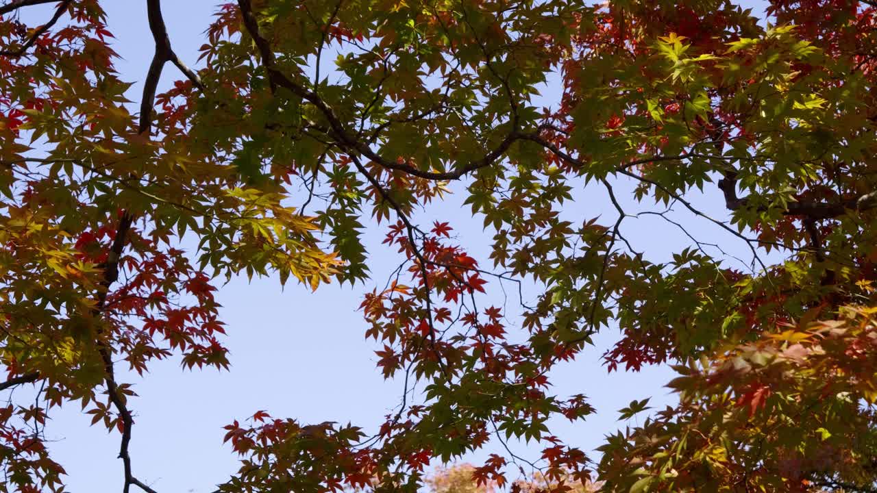 Vivid fall colors waving softly in wind against blue sky