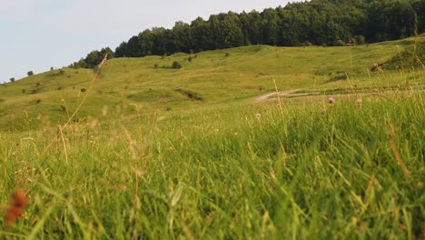 Walking-through-grass-in-the-midday-with-a-splendidly-view