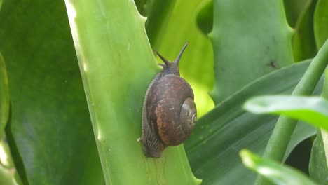 snail in aloe vera branch - walking