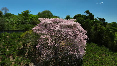 aerial view over a pink, blooming cherry trees, sunny day in costa rica
