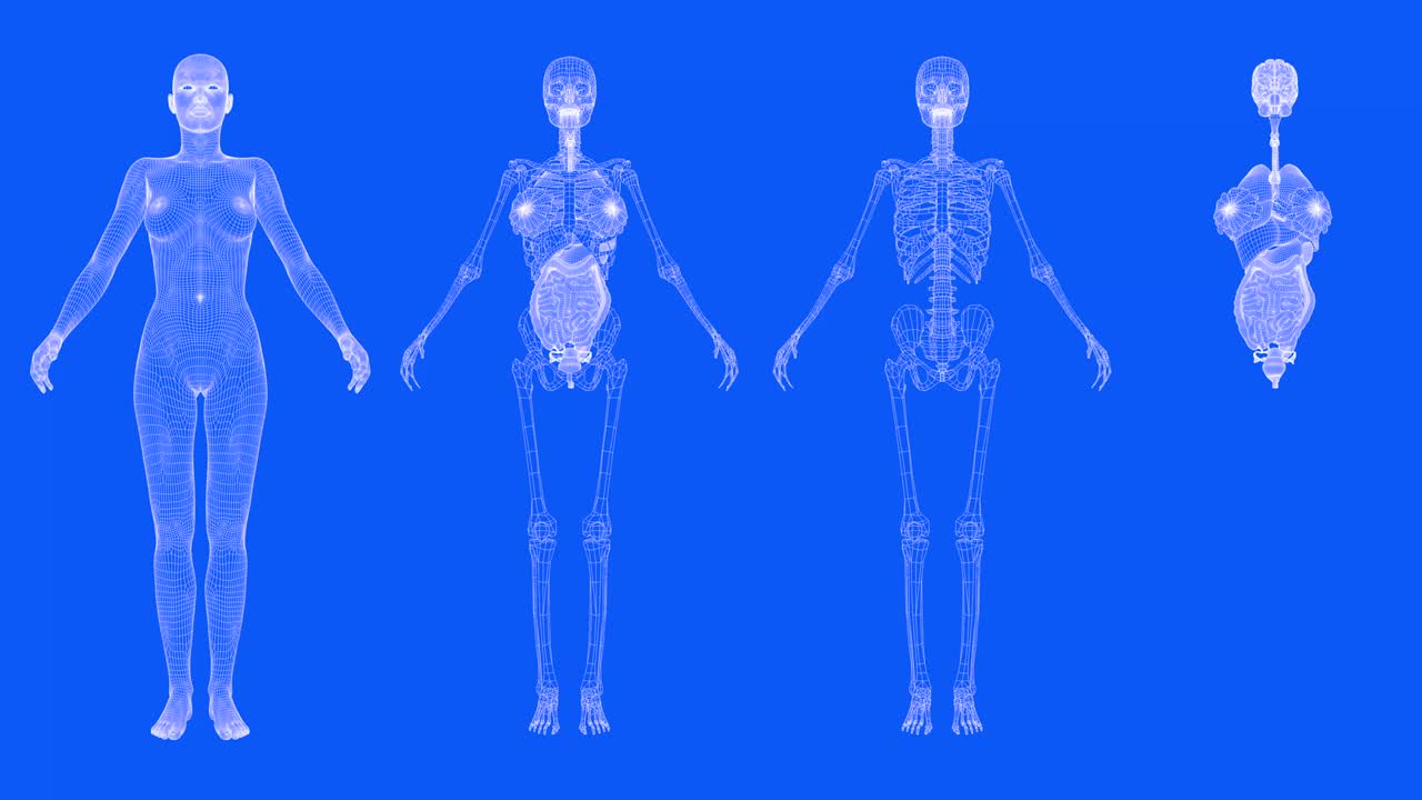 4 vídeos en 1, cuerpo femenino en estilo de plano - cuerpo de malla giratoria, órganos y esqueleto - concepto de anatomía y fisiología, animaciones de bucle sin costuras 4k 60fps uhd 3d