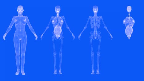 4 videos in 1, female body in blueprint style - rotating mesh wireframe body, organs and skeleton - concept for anatomy and physiology, 4k 60fps uhd 3d seamless looping animations