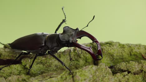 tomada macro detallada del escarabajo cervo europeo en movimiento lento en un tronco de musgo