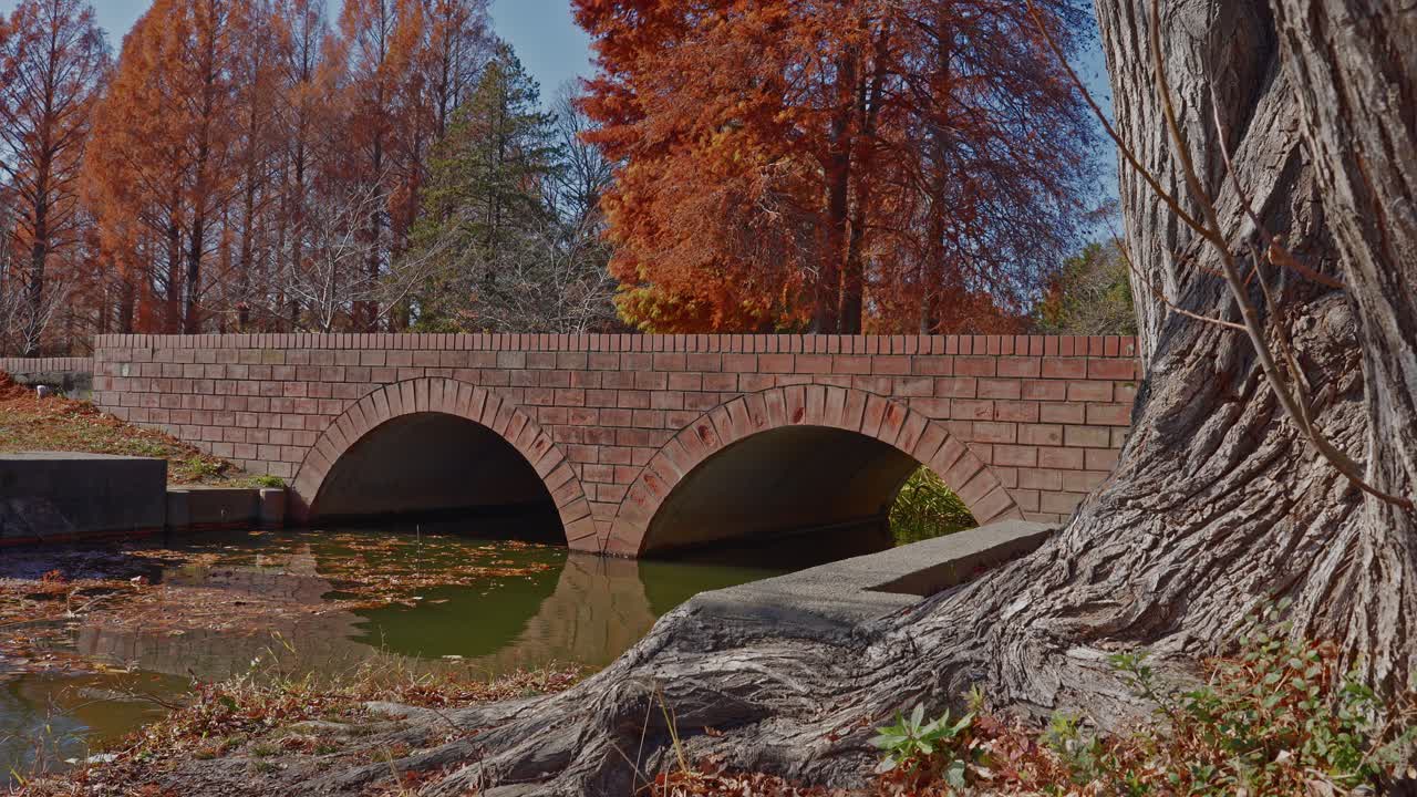 A scenic view of a brick arch bridge over a calm canal in Mizumoto Park, framed by a massive tree trunk and vibrant red Metasequoia trees in fall