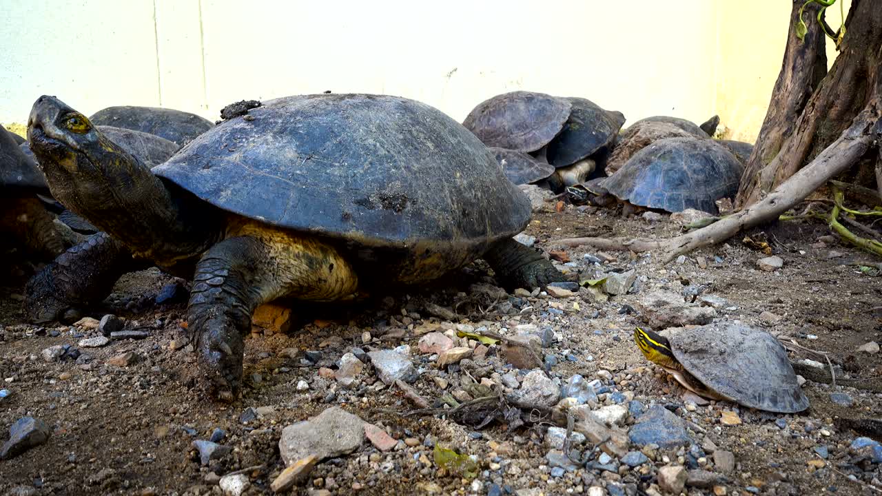 маленькая черепаха или научные названия "желтого живота слайдер", встать и идти через на грязной земле