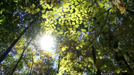 the sun shines through a forest canopy in early autumn