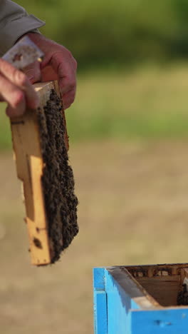apiarist's hands hold and turn the frame coated with worker bees. man shakes of the insects from a frame. blurred backdrop. vertical video