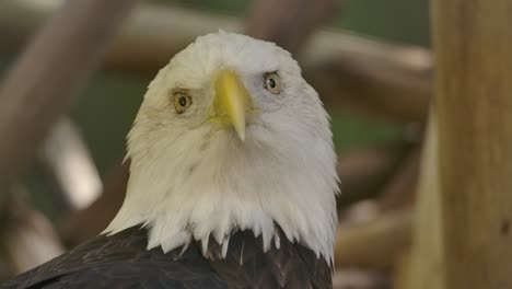 bald eagle turns head and stares slow motion blink