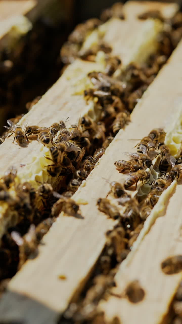 Frames of a bee hive. Beekeeper harvesting honey. Working bees on honey cells. Apiary concept. Vertical video