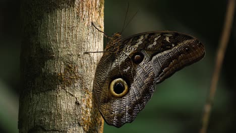 Riesiger-Eulenschmetterling-Auf-Einem-Baum