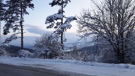 Camino-De-Invierno-Con-árboles-Y-Arbustos-Disparados-Desde-Un-Camión-En-Movimiento