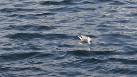 an injured black-headed gull floats on the seawater during the early morning