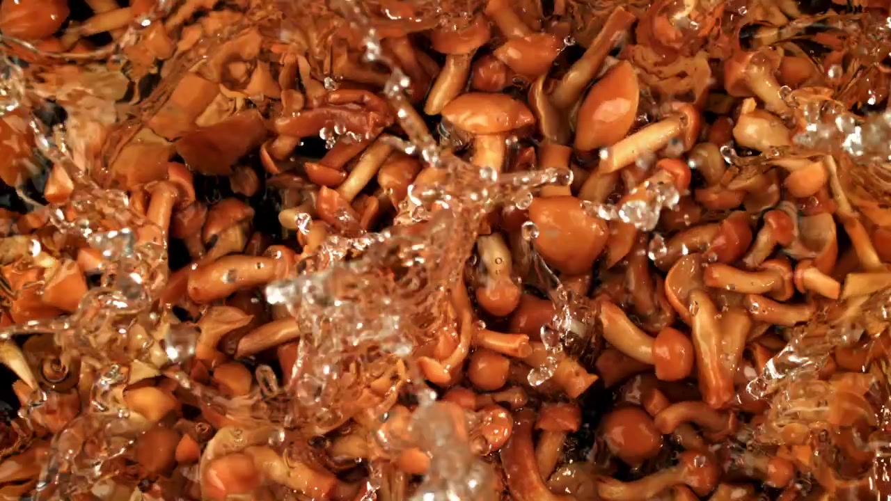 Funghi freschi lavati con acqua che schizza