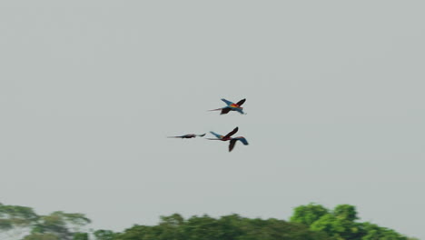 cuatro guacamayos escarlata (ara macao) posados en la selva amazónica, tambopata, perú. el clip captura sus colores vibrantes y comportamiento en la exuberante jungla, mostrando una de las especies icónicas de la amazonía