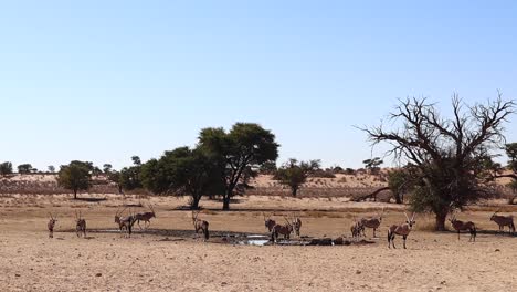 a group of gemsbok oryx congregate at kalahari desert watering hole