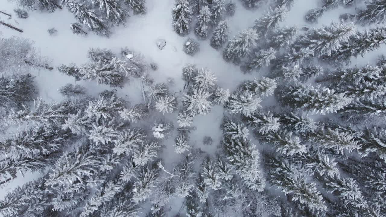 Aerial overhead shot during a snow storm of a frozen forest.