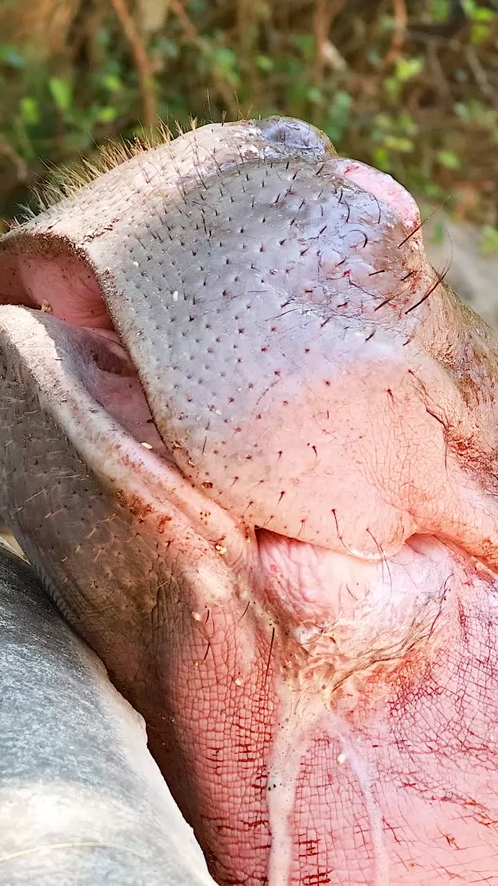 Pygmy hippo opening mouth at Chonburi zoo