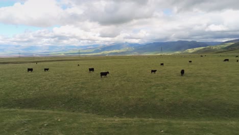 cows grazing in green field, san joaquin valley, low angle drone pull back