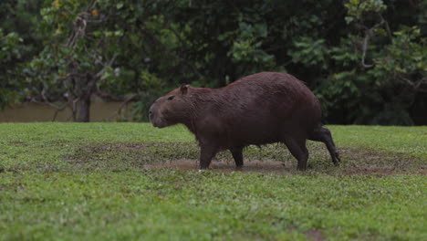 carpincho salvaje se encuentra en el barro para refrescarse en el caluroso día de verano en américa del sur