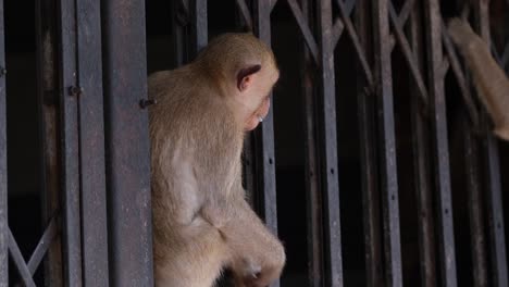 macaco de cola larga, macaca fascicularis, lop buri, tailandia