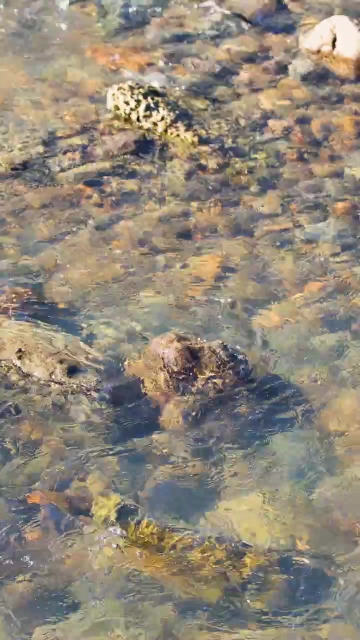 Una foca naviga attraverso acque costiere basse e rocciose sotto la luce solare intensa, creando una scena serena e naturale.