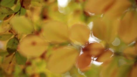 Focus-on-yellow-autumn-leaves