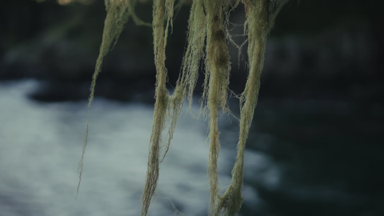 Old Man's Beard Moss With Rocky Coast And Crashing Waves In The Background In East Sooke Regional Park, Vancouver Island. - rack focus shot
