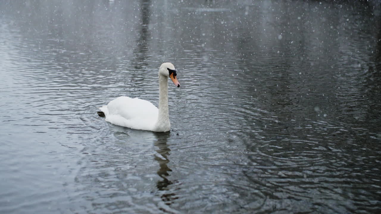 Falling snow graces the river, adding charm to the birds' presence in slow motion