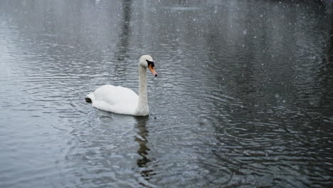 la nieve que cae adorna el río, añadiendo encanto a la presencia de las aves en cámara lenta
