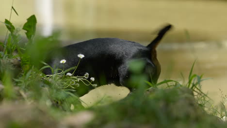 perro dachshund en miniatura mojado sacudiéndose después de entrar en el río