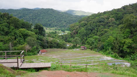 Serene-view-of-terraced-fields-surrounded-by-dense-forest