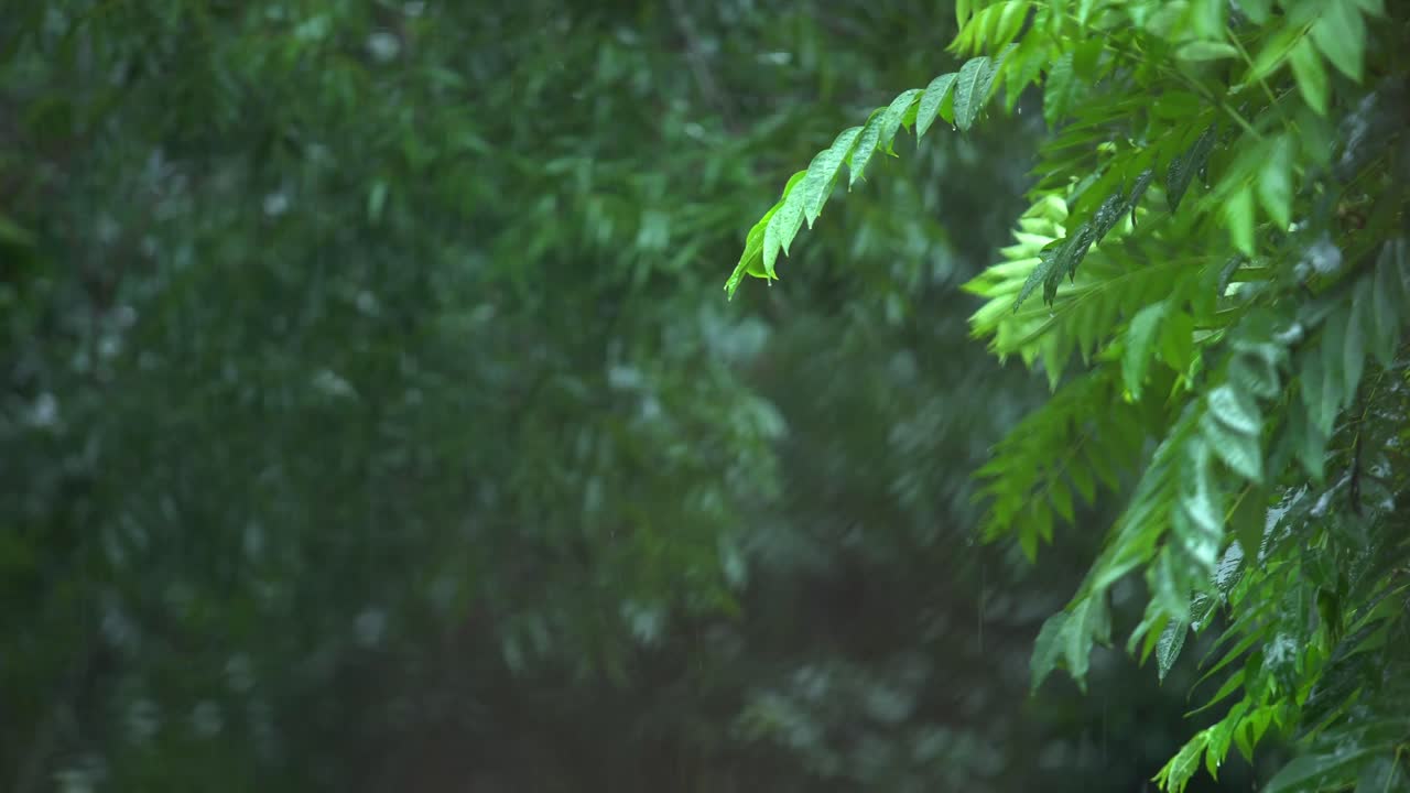 Rain of Meghalay in Forest or hilly areas.