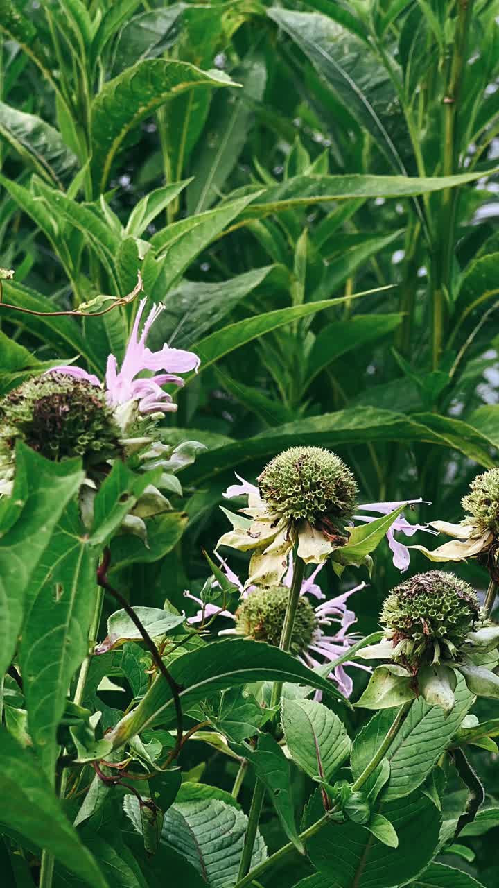 primer plano de las flores y hojas del bálsamo de abejas