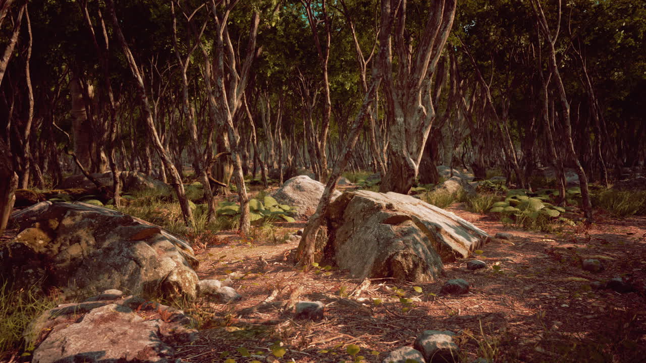 raíces de un árbol en un bosque brumoso