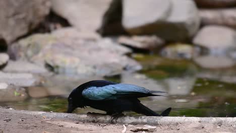 Der-Haarhauben-Drongo-Oder-Ist-In-Asien-Ein-Vogel-Aus-Der-Familie-Der-Dicruridae,-Der-Mit-Dicrurus-Bracteatus-Oder-Spangled-Drongo-Konspezifisch-War,-Bei-Dem-Es-Schwierig-Sein-Kann,-Ihn-Voneinander-Zu-Unterscheiden